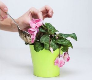 plante