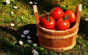 tomate maigrir