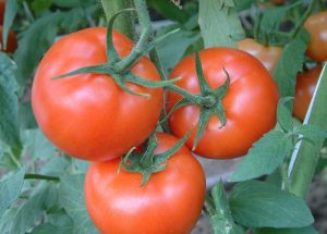 tomate plant astuce jardin
