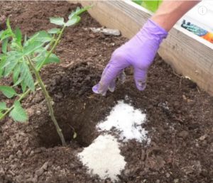 astuce jardin aspirin