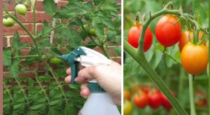 astuce jardin plant tomate aspirin