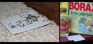 astuce fourmis repulsif se debarrasser