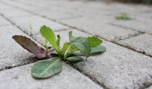 astuce mauvaise herbe solution naturelle