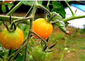 astuce pour tomate septembre