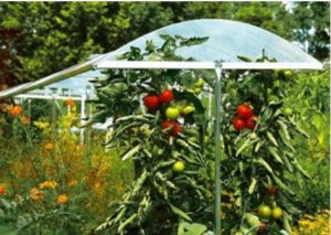 astuce toit pour tomate