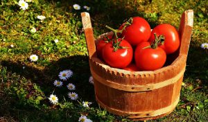 recolte tomate septembre