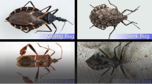 insectes 2