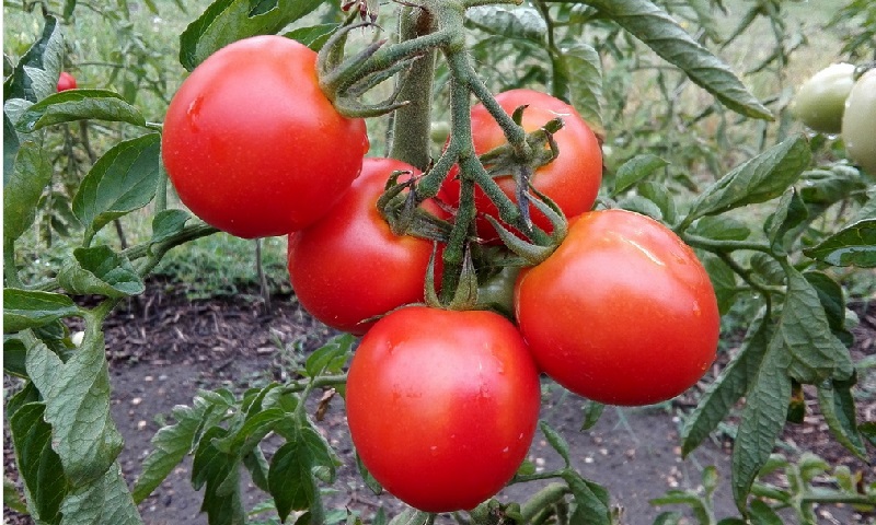 Voici Comment Obtenir De Plus Gros Plants De Tomates… Astuces